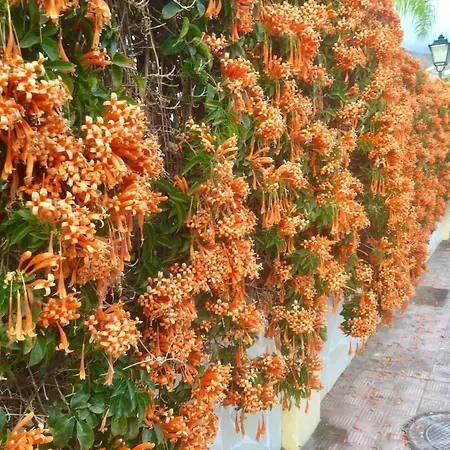 Windsor Panoramic Americas 阿德耶