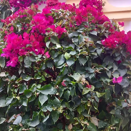 Windsor Panoramic Americas