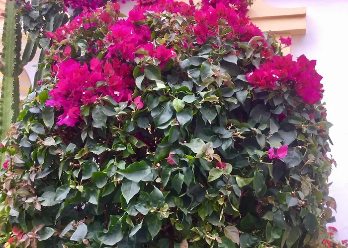 Windsor Panoramic Americas