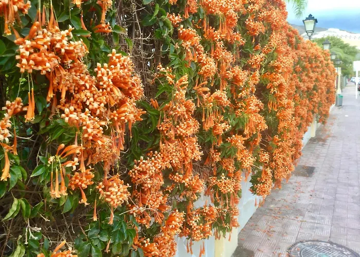 Windsor Panoramic Americas Costa Adeje (Tenerife)